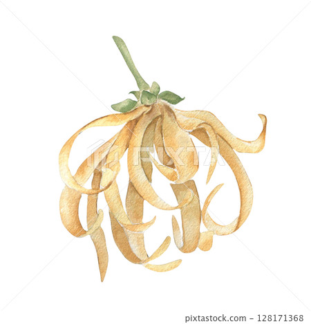 Ylang ylang flower watercolor illustration isolated on white. Tropical blossom with delicate yellow petals hand painted botanical sketch. Exotic floral clipart for perfume packaging, spa branding. Ylang ylang flower watercolor illustration isolated on white. Tropical blossom with delicate yellow petals hand painted botanical sketch. Exotic floral clipart for perfume packaging, spa branding. 128171368