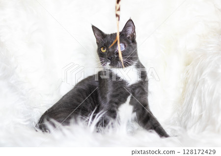 A black and white cat is joyfully playing with a colorful toy 128172429