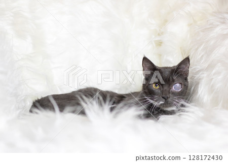 A black cat having only one eye is comfortably laying on a soft white blanket 128172430