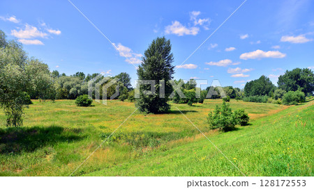 Summer landscape on the grassy bank of the river floodplain among the trees. 128172553