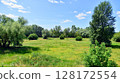 Summer landscape on the grassy bank of the river floodplain among the trees. 128172554