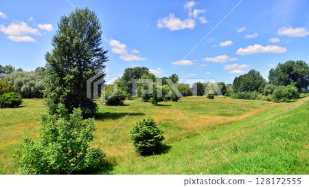 Summer landscape on the grassy bank of the river floodplain among the trees. 128172555