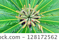Middle of a Cycas Palm with new growth. 128172562