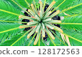 Middle of a Cycas Palm with new growth. 128172563