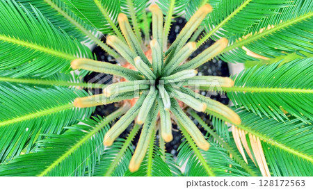 Middle of a Cycas Palm with new growth. 128172563