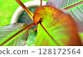 The vibrant red leaves of Musa Banana tree 128172564