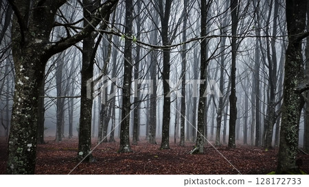 dark forest panorama fantasy landscape with foggy horizont. 128172733