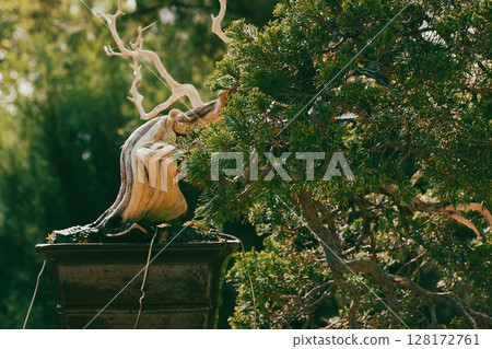 Bonsai tree is growing in a flower pot in Asian botanical garden. A branchy miniature tree in a park. Bonsai old small branchy tree in sunlight. 128172761