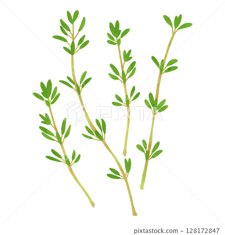 百里香葉水彩手繪插畫 128172847