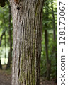 Tree trunk in a forest 128173067