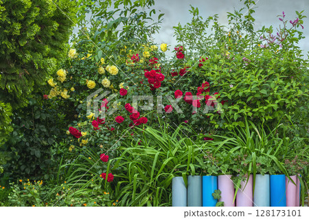 Lush garden blooming with red and yellow roses, vibrant greenery, colorful decorative fence. Concept of roses as natural beauty, romantic floral mood , rustic charm, tranquil rural garden harmony 128173101