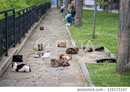Dozens of cats resting on park path. Group of street cats lounging and sleeping on stone park path near benches and trees. Concept of cats, resting, peaceful coexistence and urban wildlife Dozens of cats resting on park path. Group of street cats lounging and sleeping on stone park path near benches and trees. Concept of cats, resting, peaceful coexistence and urban wildlife 128173107