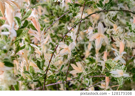 Hakuro Nishiki Dappled Willow close-up. Ornamental shrub with pastel leaves and variegated foliage. Concept of foliage as natural pattern, ornamental botanical background, garden spring foliage Hakuro Nishiki Dappled Willow close-up. Ornamental shrub with pastel leaves and variegated foliage. Concept of foliage as natural pattern, ornamental botanical background, garden spring foliage 128173108