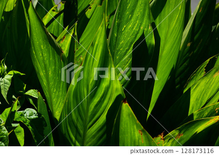 植物圖像 植物圖像 128173116