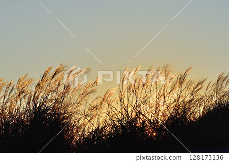 Miscanthus Miscanthus 128173136