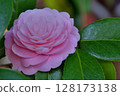 Camellia 128173138
