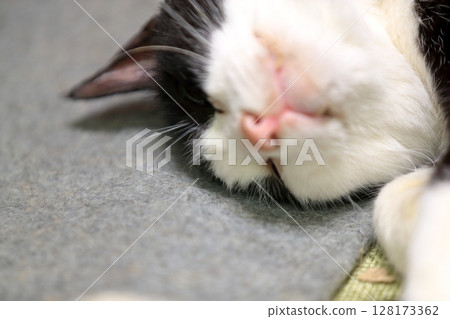 睡覺的黑貓和白貓 128173362
