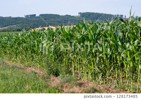 Lush green cornfield with rows of healthy plants under a clear blue sky and distant hills Lush green cornfield with rows of healthy plants under a clear blue sky and distant hills 128173485