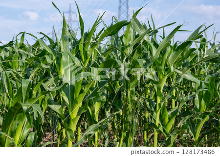 Lush green cornfield with tall stalks under a bright blue sky showcasing agricultural growth Lush green cornfield with tall stalks under a bright blue sky showcasing agricultural growth 128173486