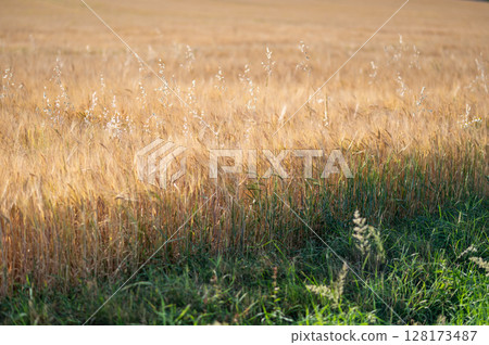 Golden wheat field swaying gently in the breeze under a clear blue sky with lush green grass Golden wheat field swaying gently in the breeze under a clear blue sky with lush green grass 128173487