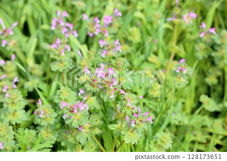 Hotokenosa花 128173651
