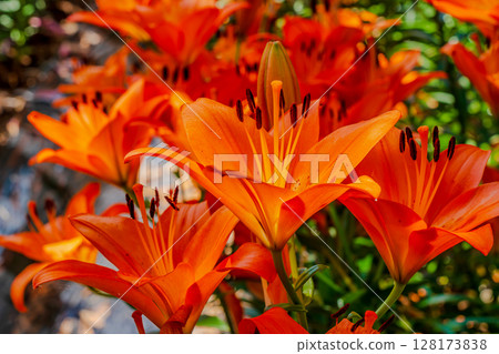 Red lily flower 128173838