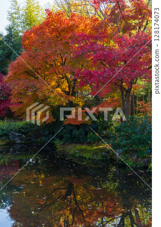 兵庫縣姬路市的秋天：好古園的紅葉 128174073