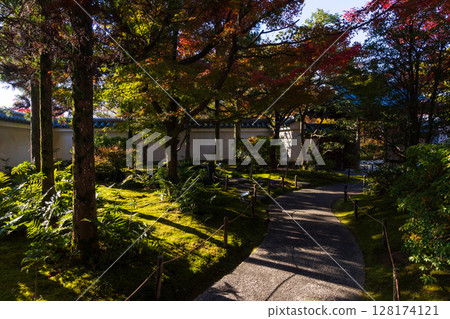 兵庫縣姬路市的秋天：好古園的紅葉 128174121