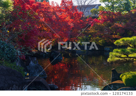 兵庫縣姬路市的秋天：好古園的紅葉 128174133