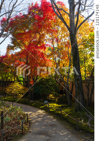 兵庫縣姬路市的秋天：好古園的紅葉 128174148