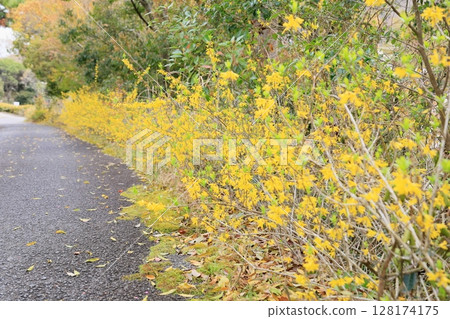 在盛開的連翹屬植物花 128174175