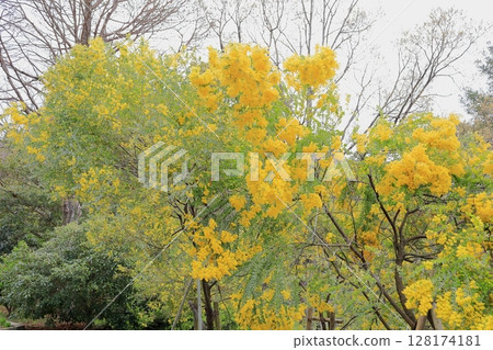 Pearl Acacia flowers 128174181