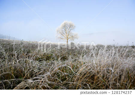 Morning frost covers grassy valley and single tree in autumn mountains Morning frost covers grassy valley and single tree in autumn mountains 128174237