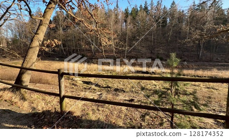 Enjoy the serene Autumn Landscape with a charming Rustic Fence and tall Pine Trees Enjoy the serene Autumn Landscape with a charming Rustic Fence and tall Pine Trees 128174352