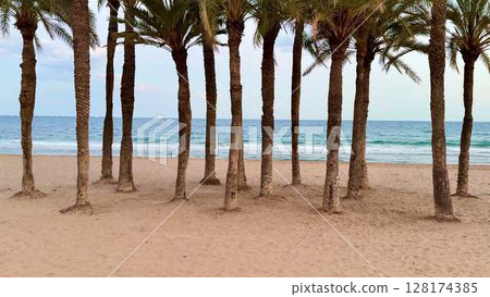 Beautiful Palm Trees Gracefully Standing Tall and Elegant by the Golden Beach at Twilight 128174385