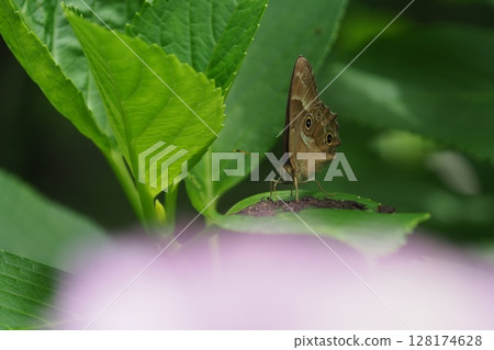 Hydrangea leaves and night owl butterfly 128174628