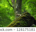 一隻花栗鼠站在一棵長滿青苔的倒樹上 128175181