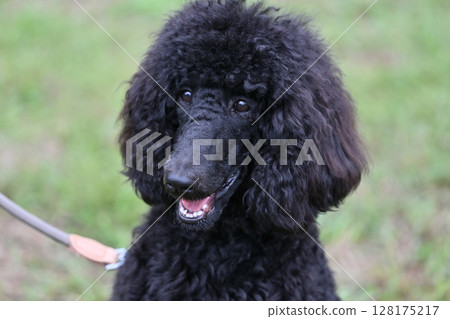 微笑的標準貴賓犬 128175217