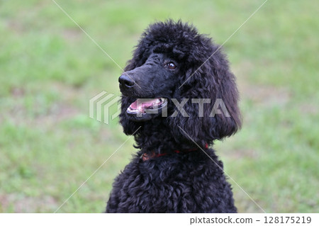 Smiling Standard Poodle Smiling Standard Poodle 128175219
