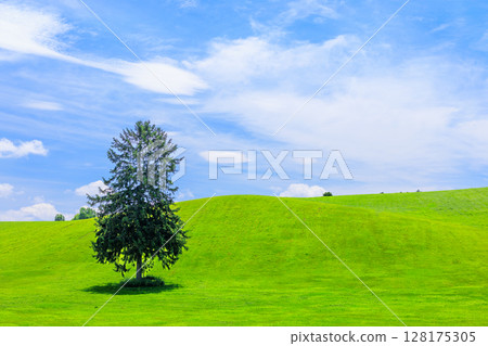 One tree standing on the prairie 128175305