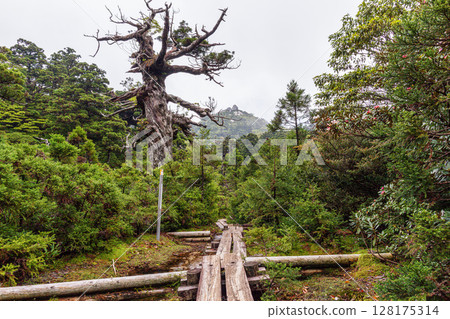 Kohana no Egawa, where the gods reside, World Natural Heritage Site Yakushima (Summer) 128175314
