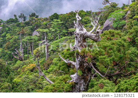 Yakushima World Natural Heritage Site Hananoegawa (June) - The skeleton tree where the gods reside 128175321