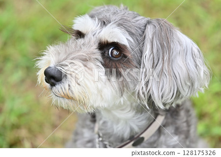 一隻可愛的迷你雪納瑞的特寫 128175326