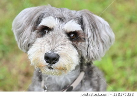 Cute miniature schnauzer close-up Cute miniature schnauzer close-up 128175328