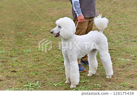 Smiling standard poodle taking a walk Smiling standard poodle taking a walk 128175439