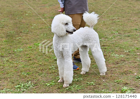 Smiling standard poodle taking a walk Smiling standard poodle taking a walk 128175440