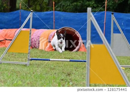 Jump!! Jack Russell Terrier Jump!! Jack Russell Terrier 128175441