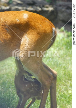 Suburban Deer with its Fawn 128175484