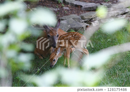 Suburban Deer with its Fawn 128175486