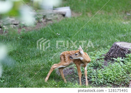 A Fawn in a Suburban Backyard 128175491